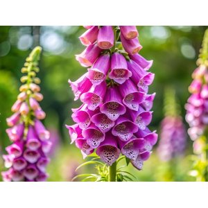 Náprstník (Digitalis purpurea) ´CASTOR F1 ROSE´ kont. C1.5L
